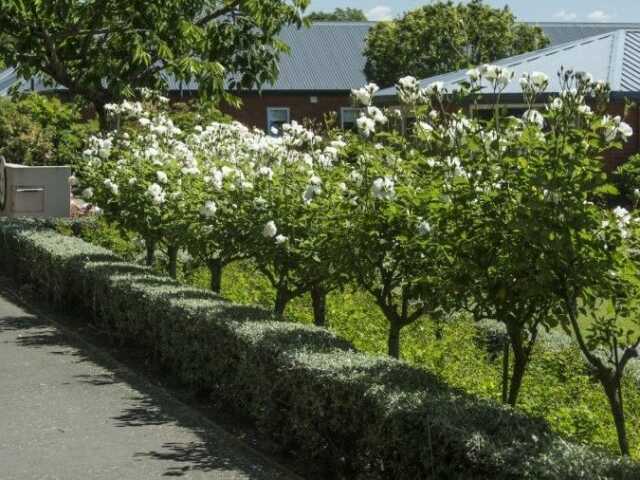 Primary photo of Rosebank Lifecare