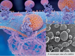 Zepter New Zealand whats new image