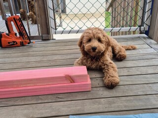 image for what's new at Alternative Care Northland